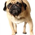 Wrinkle Infections in a Pug | Pets - The Nest