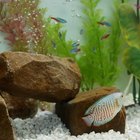 Problems With Neon Tetras | Pets - The Nest
