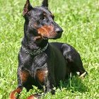 How to Train a Doberman Not to Be Aggressive | Pets - The Nest