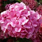 How to Care for Cut Hydrangeas for Weddings