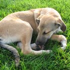 Why Is My Dog Chewing on His Skin & Pulling His Hair Out?