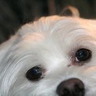How to Clean Tear Marks From the Eyes of a Maltese and a ...