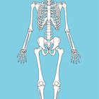 Manualidades del cuerpo humano para niños