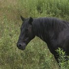 How to Make a Homemade Horse Head-Shaped Cake