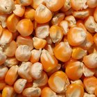 La estructura de las semillas de maíz