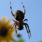 Cómo conservar arañas para una colección de insectos