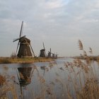 Plantas y animales de Holanda
