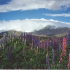 Cómo comenzar un pequeño negocio en Nueva Zelanda