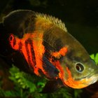 How to Stop My Tiger Oscar From Fighting With My Other Fish | Pets - The Nest