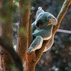La información sobre el sistema reproductivo de un Oso Koala