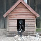 How to Keep a Dog House Cool in Summer | Daily Puppy