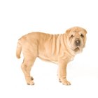 does the shar pei attack intruders