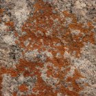 How to Remove Black Mold From Clothes