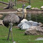 How to Use Emu Oil on Hair