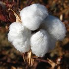 ¿Por qué es absorbente el algodón?