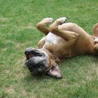 How to Calm Down a Boxer Dog - Pets - The Nest