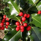 How to make a holly tree cutting