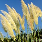 How to grow pampas grass in containers