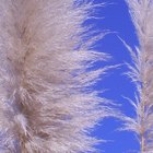 Are ornamental grasses poisonous to dogs?