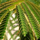 Características del reino plantae