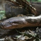 Información sobre la serpiente pitón