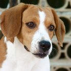 How to Potty Train a Beagle | Pets - The Nest