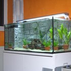Cómo convertir un acuario en un terrario