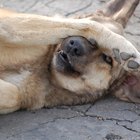 how to clean a dog's dirty belly