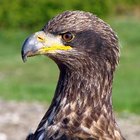 ¿Cómo se desarrollan los polluelos de águila calva?