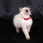 Himalayan vs. Birman Cat | Pets - The Nest