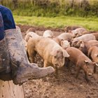 How to Bake BBQ Pig Tail