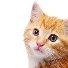 Can Kittens Eat Canned Tuna? | Pets - The Nest