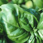 Can You Still Use Basil That Goes a Little Brown?