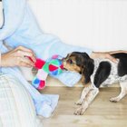 What Keeps a Dog From Biting the Walls? | Dog Care - Daily Puppy