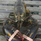 When Does a Lobster Molt? Our Everyday Life