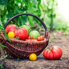Benefits of Garden Vegetables