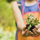 Cómo utilizar el gel para plantas