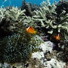¿Cómo afecta la salinidad a la solubilidad del oxígeno en el agua?