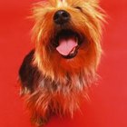 How to Use a Strip Tool to Groom Dogs | Pets - The Nest