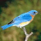 Cómo identificar a los pájaros azulejos