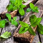 Rheumatoid Arthritis and Peppermint Essential Oils