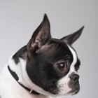 Important Things You Need to Know About Small Dog Breeds | Dog Care