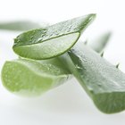 Alternative Medicine for Sunburn