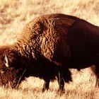 The Best Way to Prepare Bison Sirloin