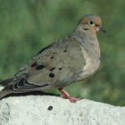 Can You Cook Dove Meat on the Stove?