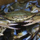 How to Cook Dead Crab