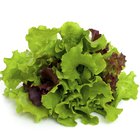 Can You Cook Lettuce?