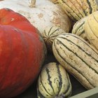 How to Cook Delicata Squash in the Oven