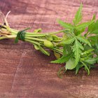 Does Neem Benefit Your Skin?