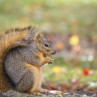 How to Skin & Cook Squirrel